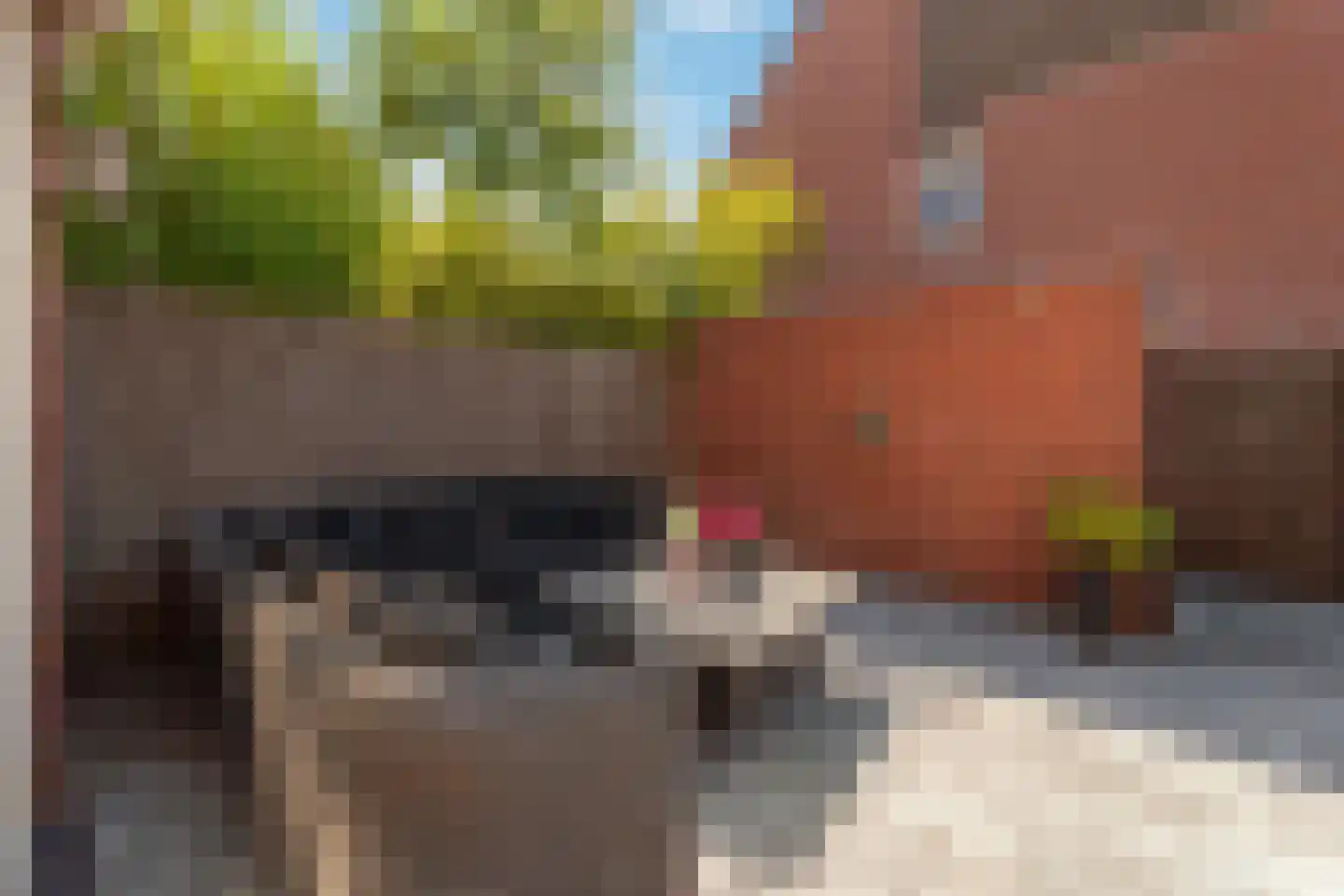 Heliotroop 16 's-Gravenzande thumbnail 29