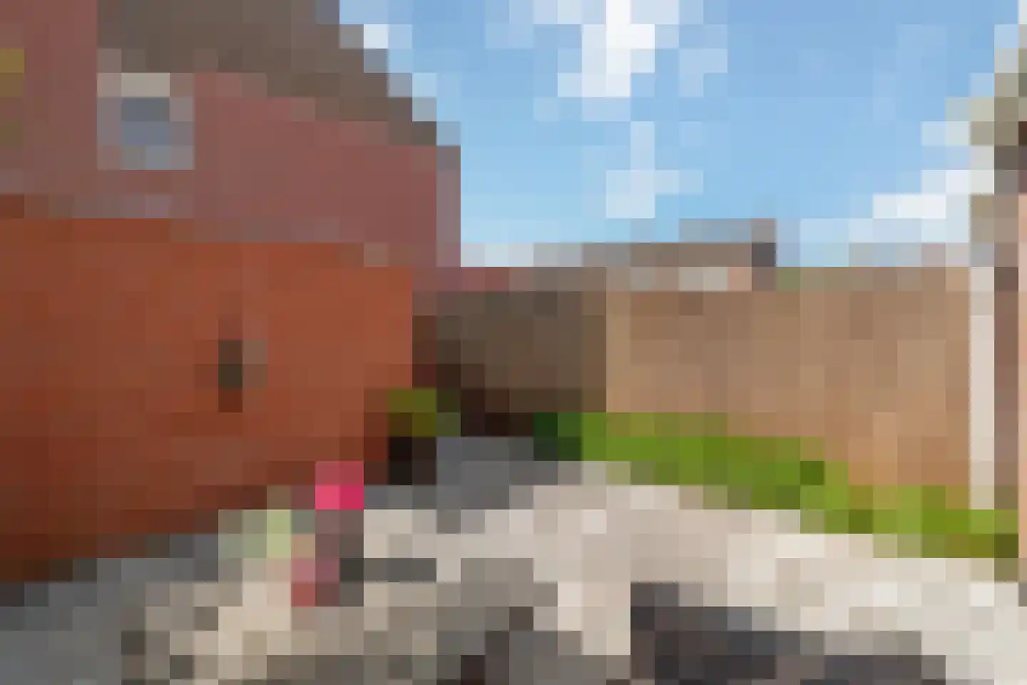 Heliotroop 16 's-Gravenzande thumbnail 30