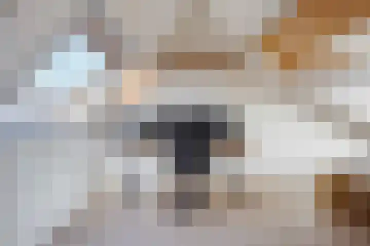 Heliotroop 39 's-Gravenzande thumbnail 37