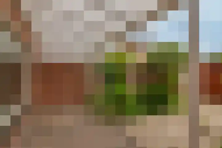 Heliotroop 81 's-Gravenzande thumbnail 7