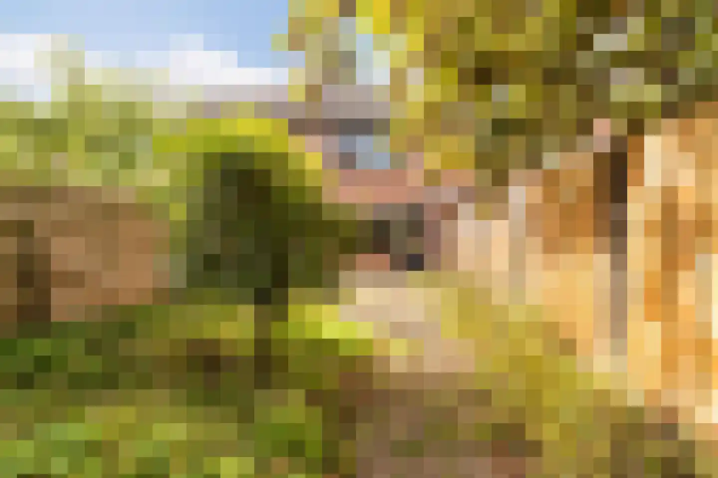 Heliotroopdijk 112 Roosendaal thumbnail 32