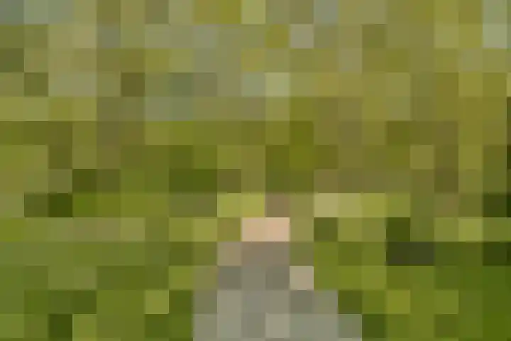 Heliotrooplaan 358 D Den Haag thumbnail 22