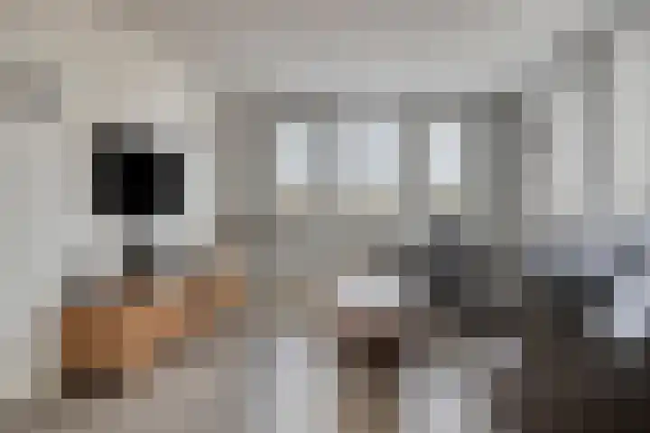 Helkantsedijk 22 Hooge Zwaluwe thumbnail 10