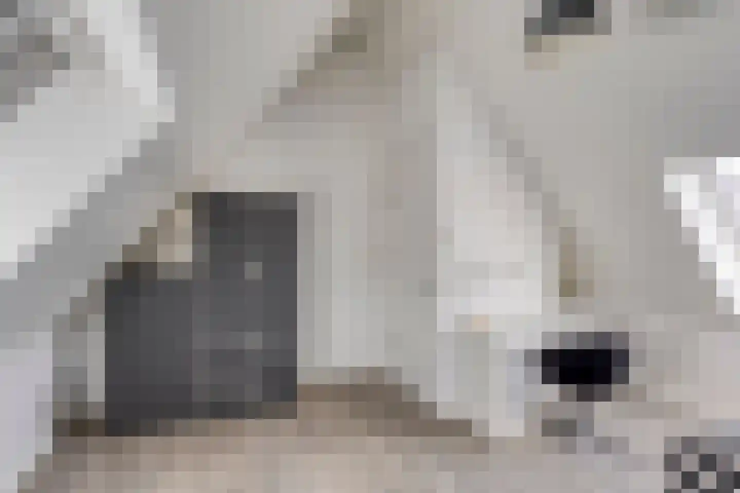 Hella Haassestraat 9 Duiven thumbnail 40
