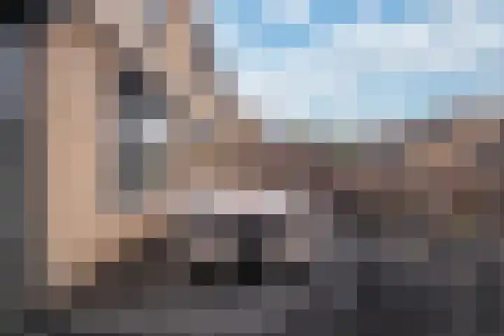 Hellebaardruwe 19 Maastricht thumbnail 17