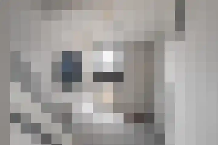 Hellebaardruwe 19 Maastricht thumbnail 7
