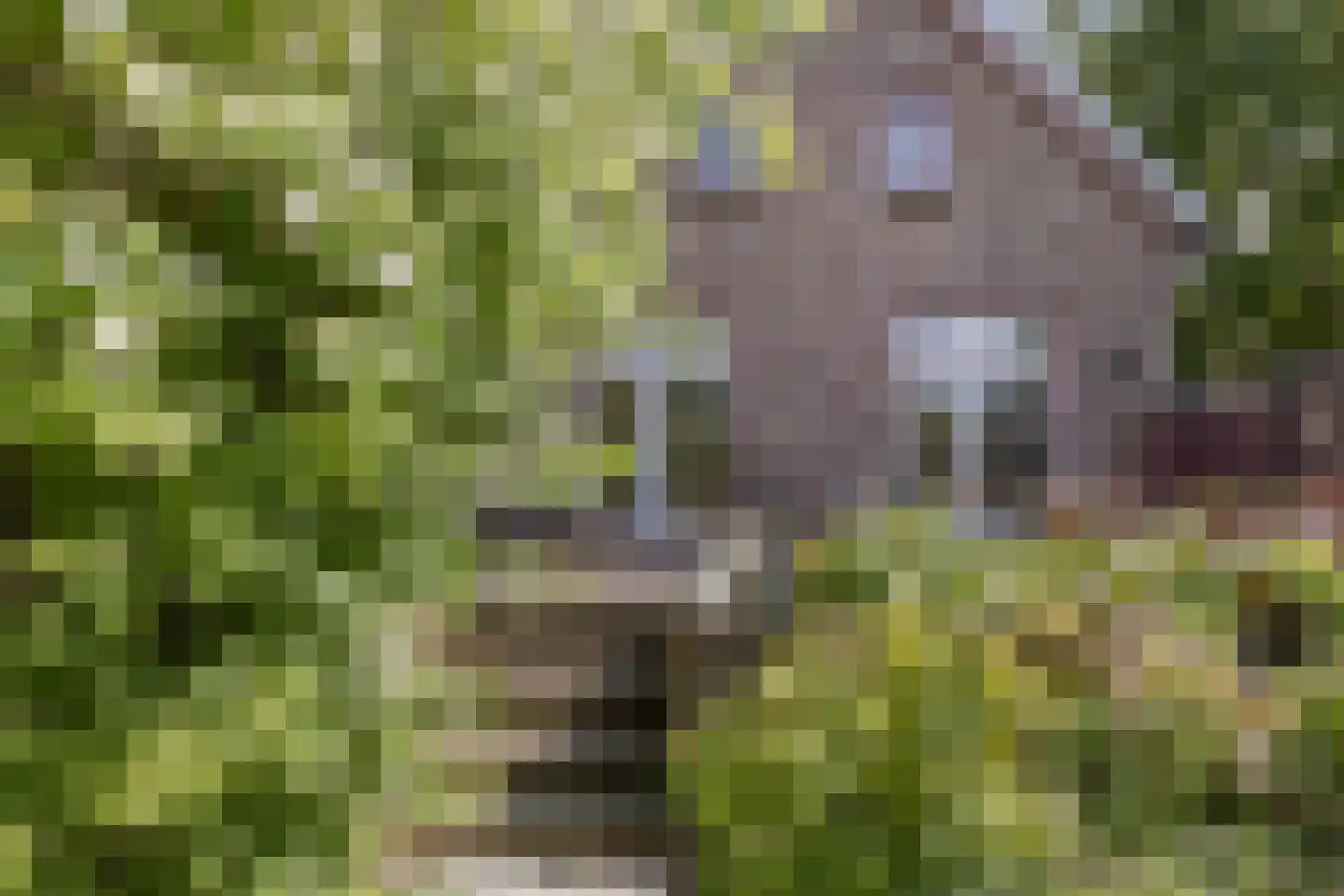 Hellebroek 67 Nuth thumbnail 51