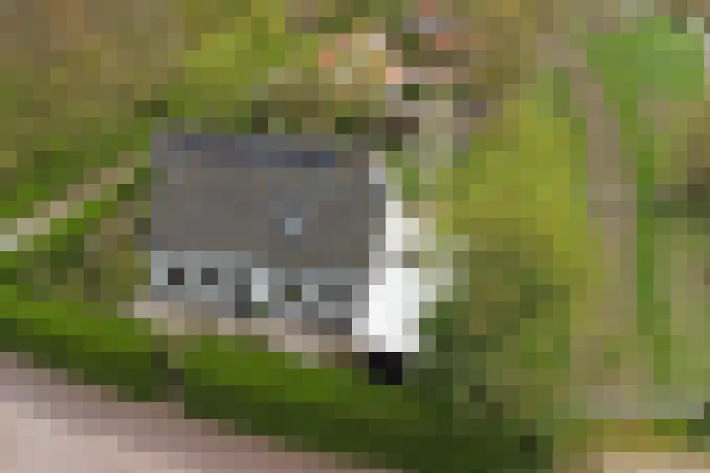 Hellewoudstraat 3 Ellewoutsdijk thumbnail 49