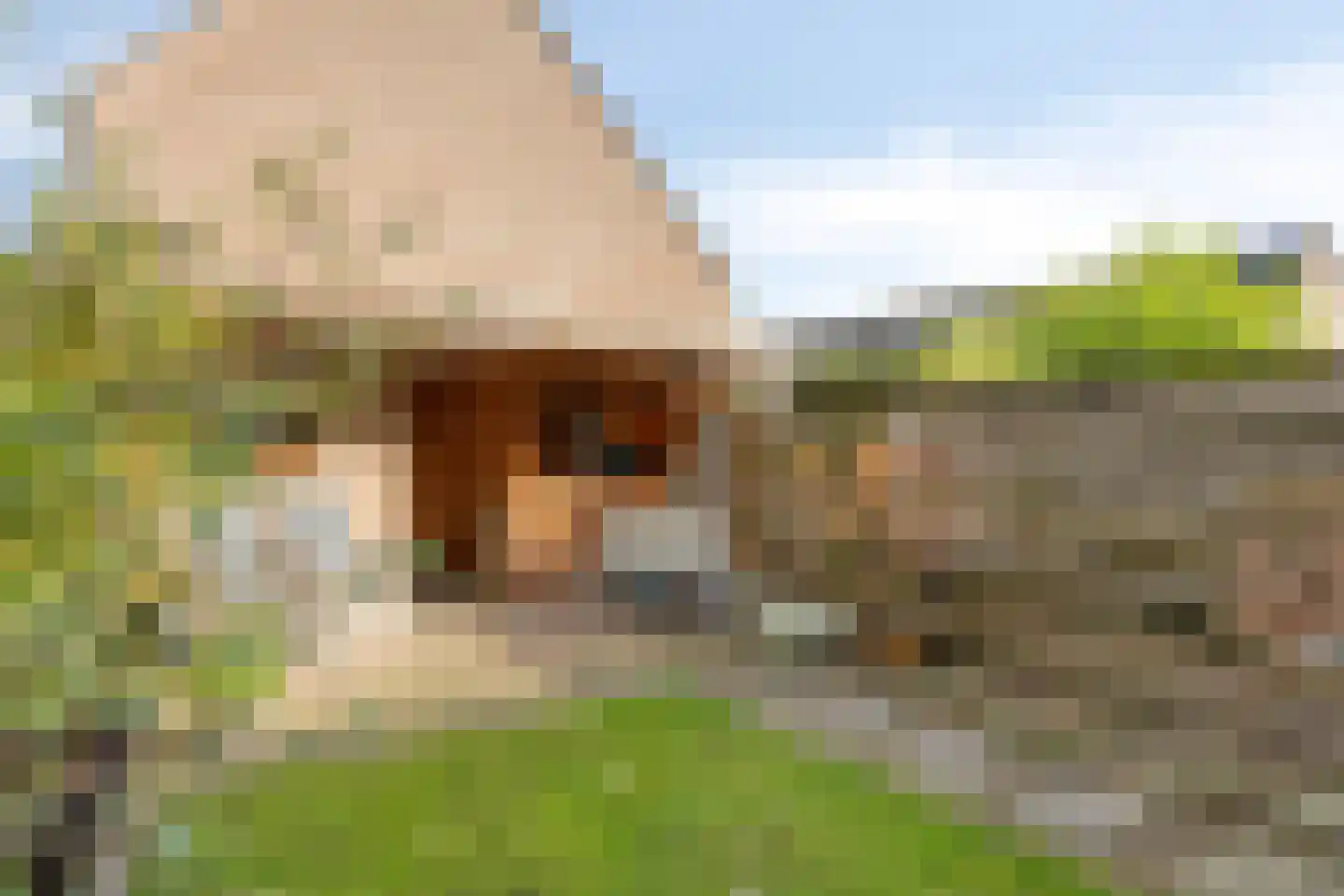 Helmbloem 20 Breukelen thumbnail 31
