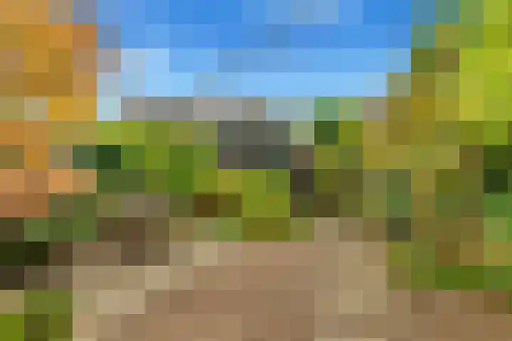 Helmbloem 3 Castricum thumbnail 38