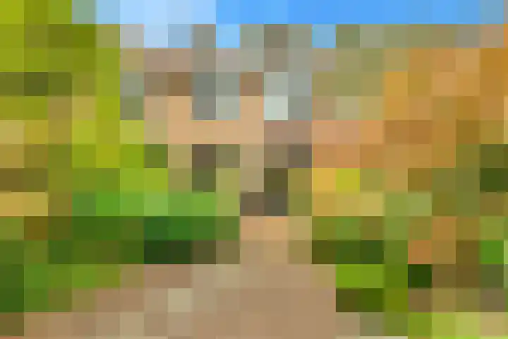 Helmbloem 3 Castricum thumbnail 39