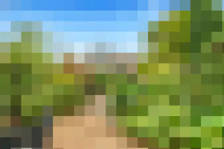 Helmbloem 3 Castricum thumbnail 4