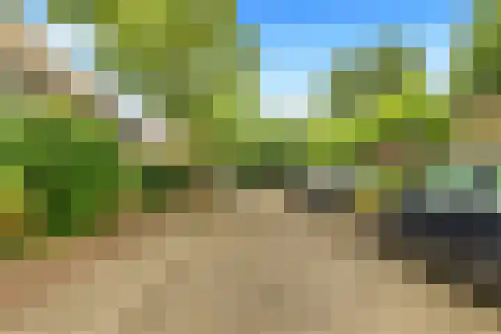 Helmbloem 3 Castricum thumbnail 48