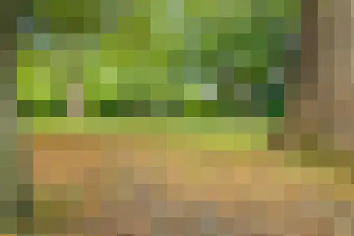 Helmbloem 3 Castricum thumbnail 49