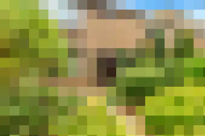 Helmbloem 3 Castricum thumbnail 5