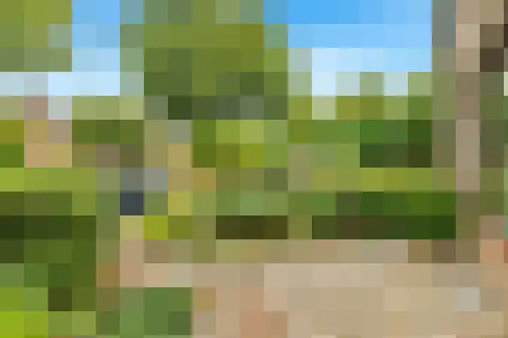Helmbloem 3 Castricum thumbnail 6