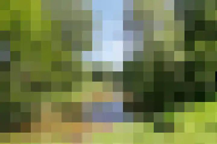 Helmbloem 36 Apeldoorn thumbnail 45