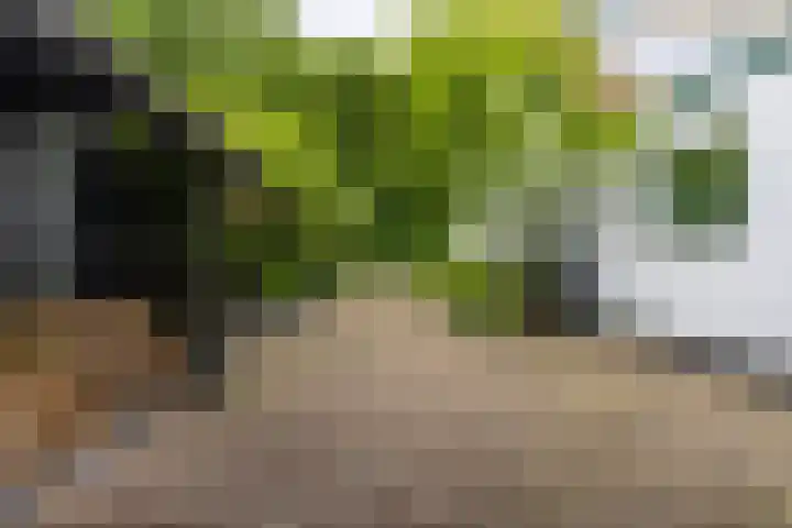 Helmhorstweg 7 Zwolle thumbnail 32