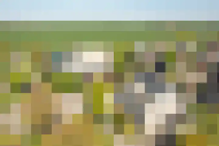 Helmhout 148 Joure thumbnail 6