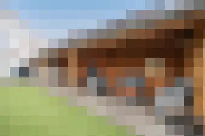 Helmkruid 11 Udenhout thumbnail 29