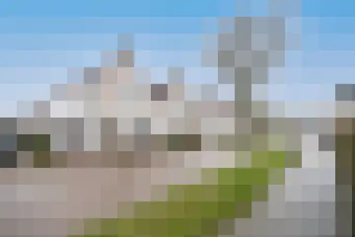 Helmkruid 11 Udenhout thumbnail 31