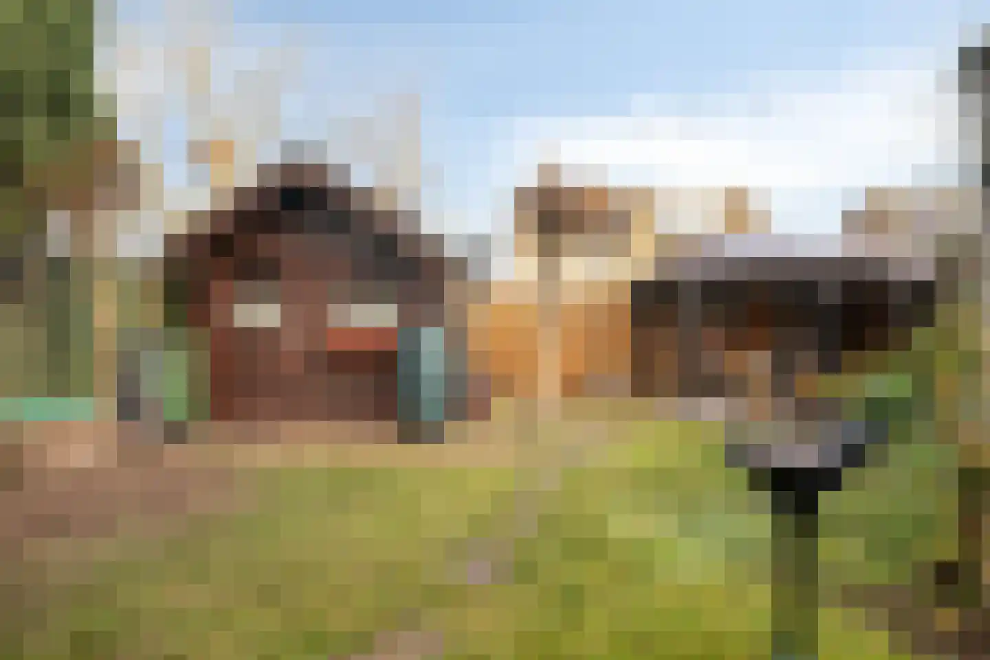 Helmkruid 15 Asten thumbnail 32