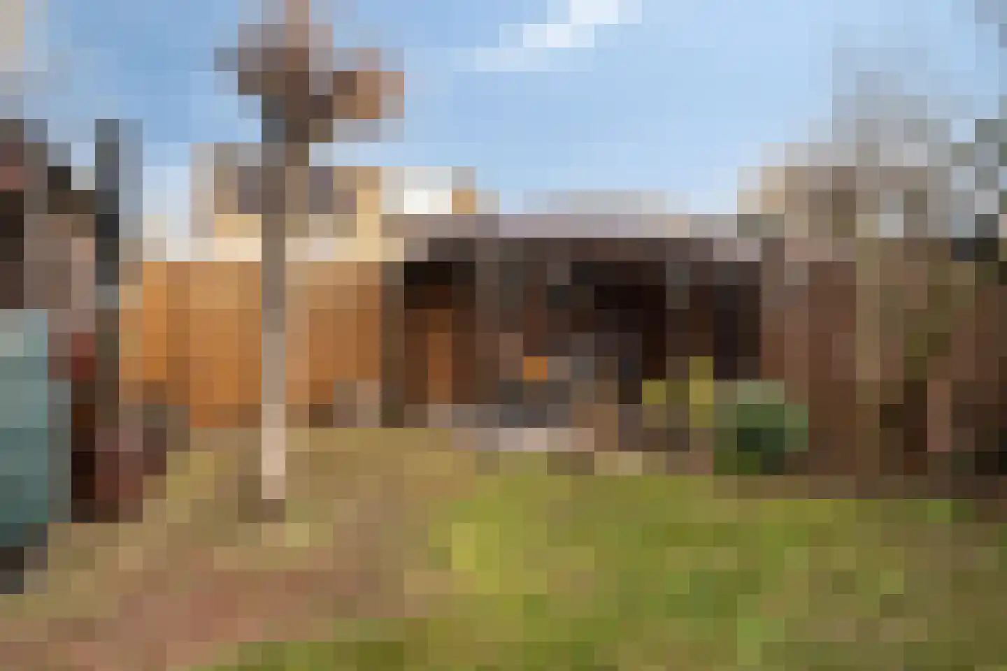 Helmkruid 15 Asten thumbnail 33