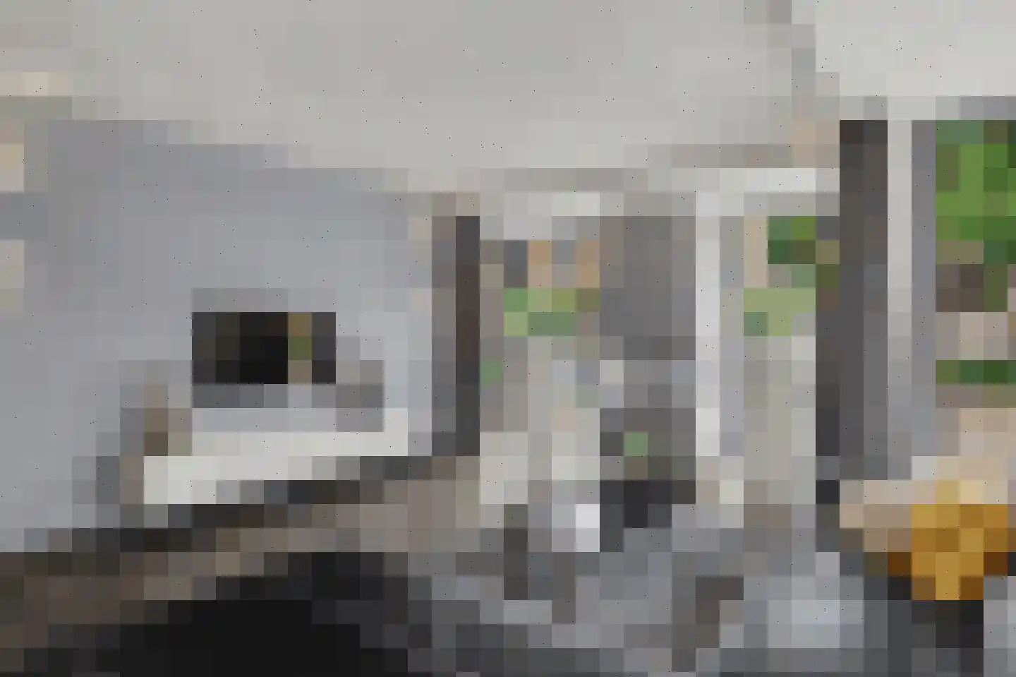 Helmkruid 2 Bladel thumbnail 10