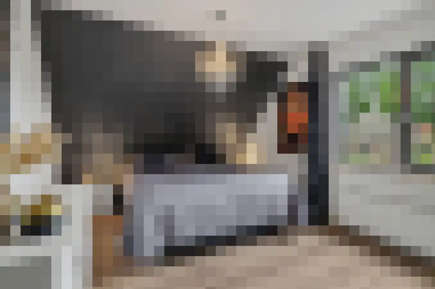 Helmkruid 2 Bladel thumbnail 29