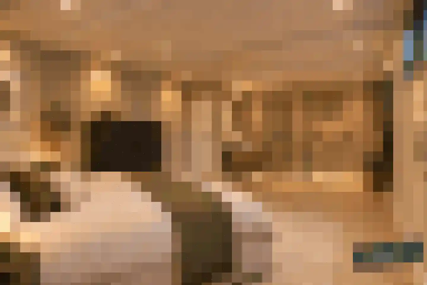 Helmkruid 2 Bladel thumbnail 48