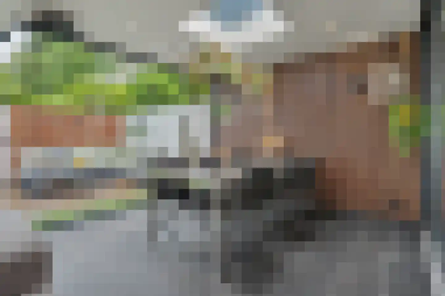 Helmkruid 2 Bladel thumbnail 48