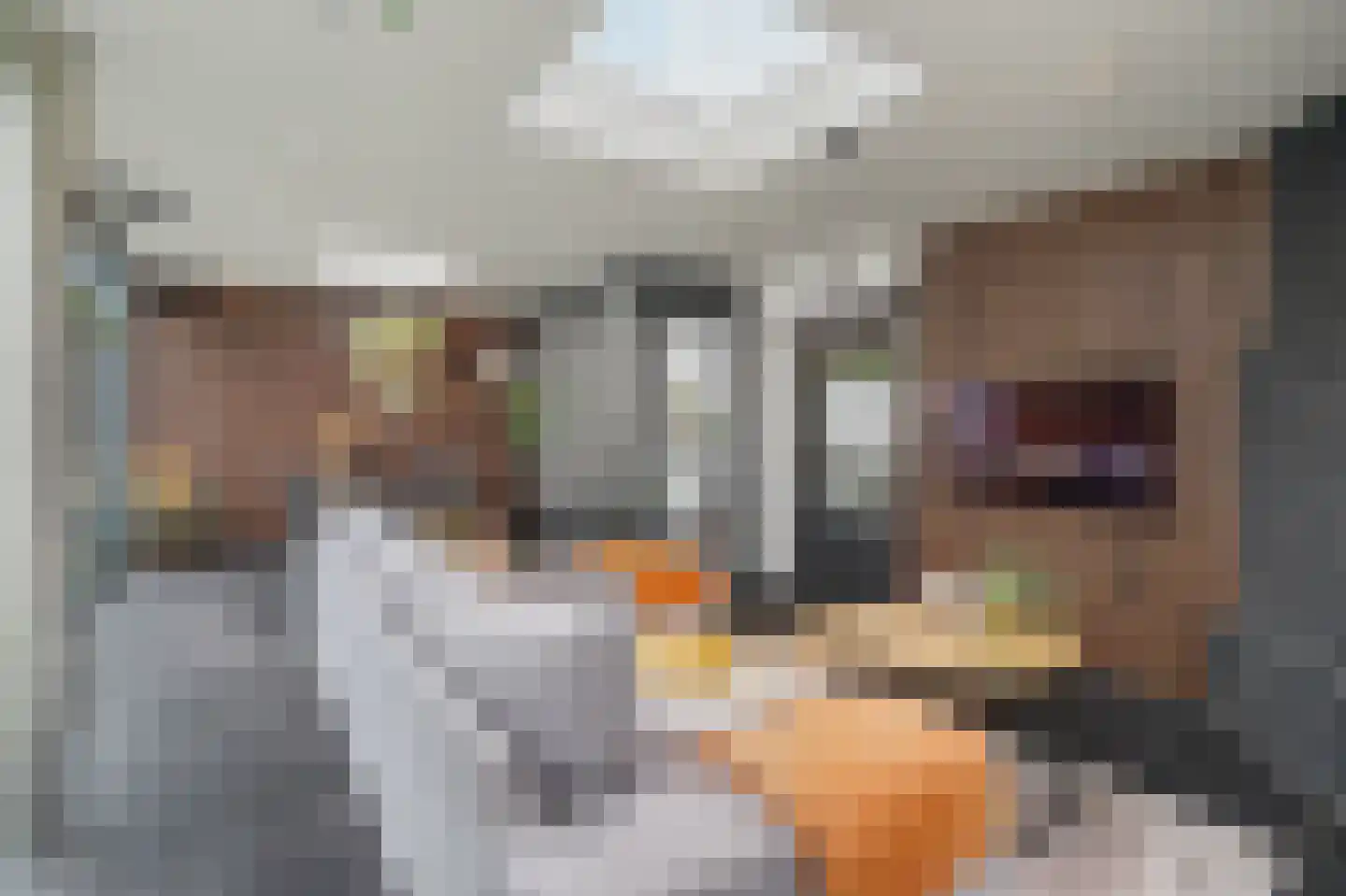 Helmkruid 2 Bladel thumbnail 50