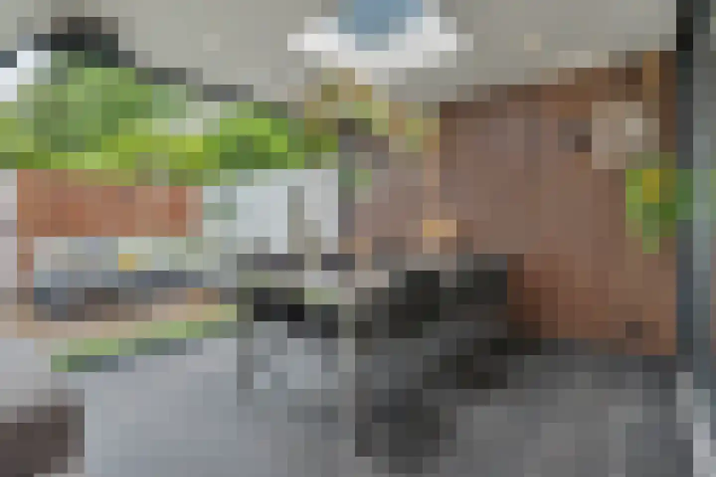 Helmkruid 2 Bladel thumbnail 51