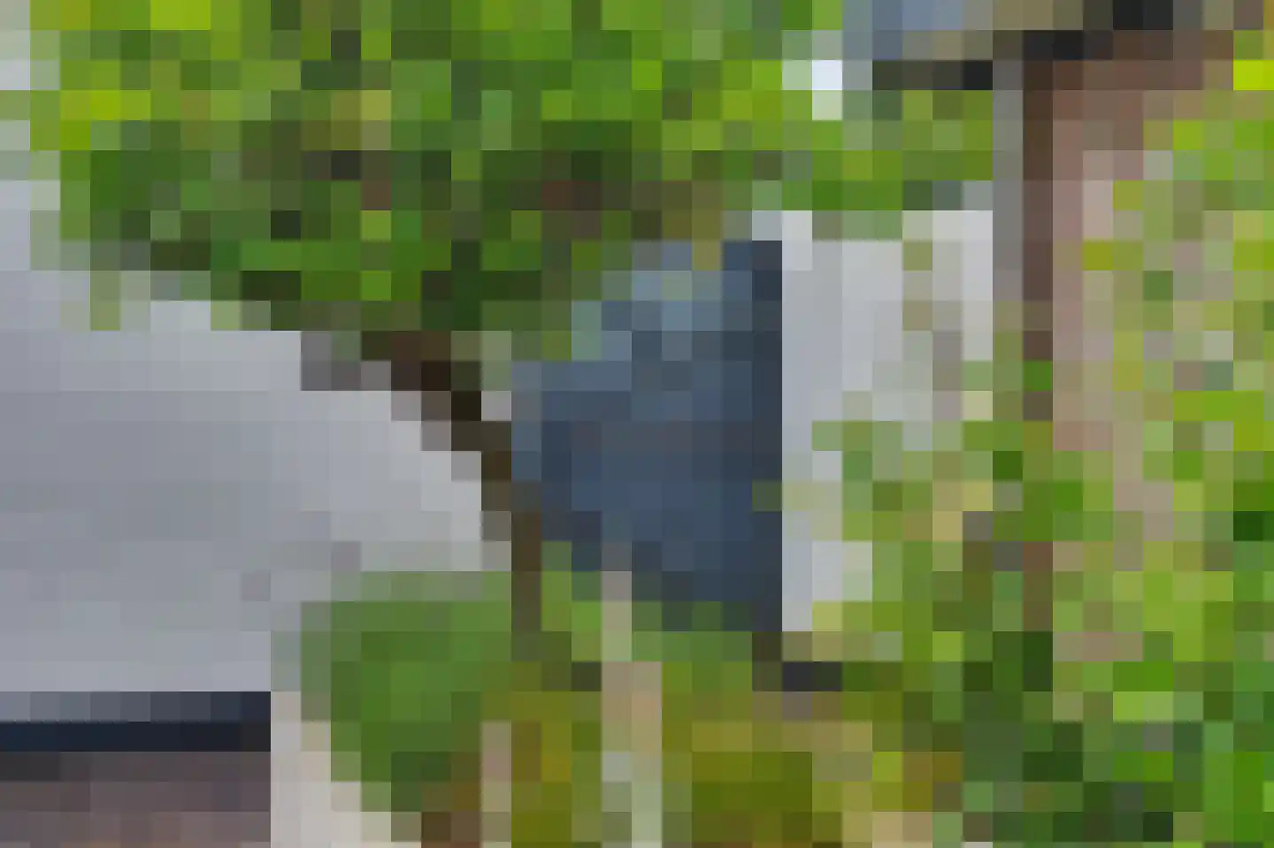 Helmkruid 2 Bladel thumbnail 62