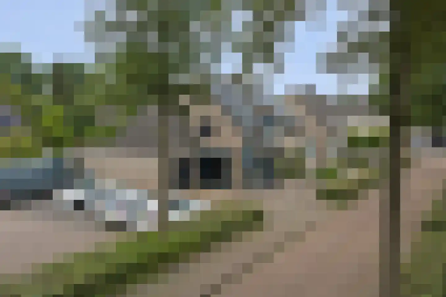 Helmkruid 2 Bladel thumbnail 65