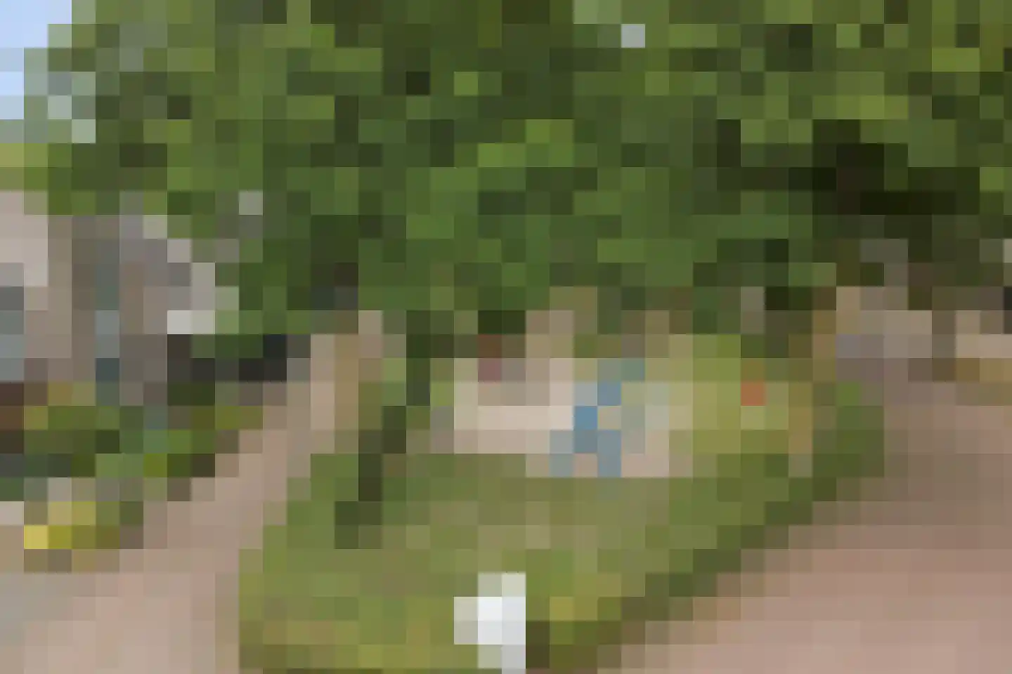 Helmkruid 2 Bladel thumbnail 69