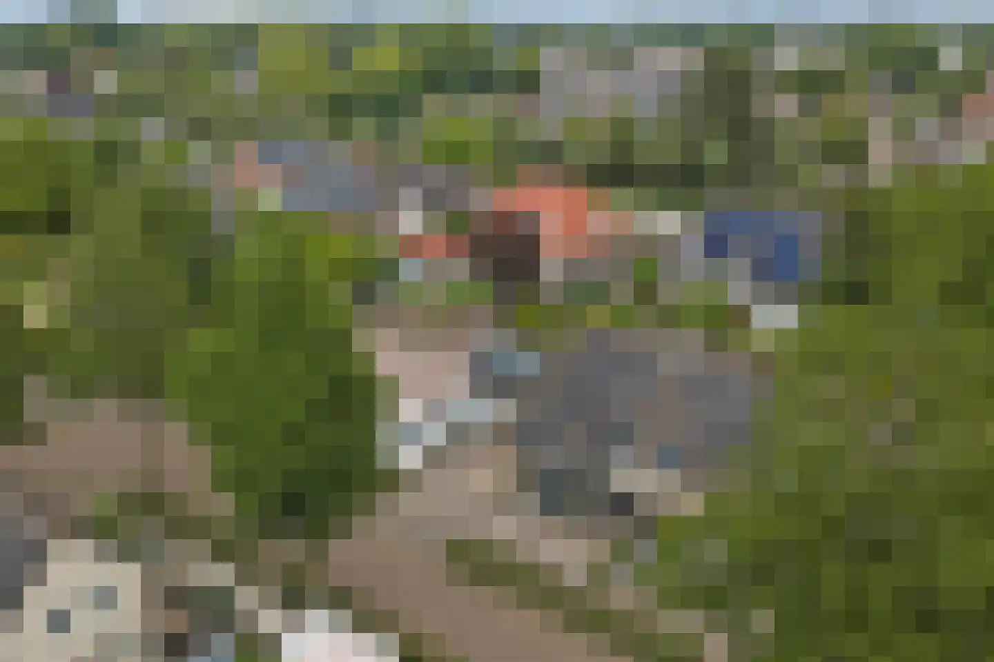 Helmkruid 2 Bladel thumbnail 71