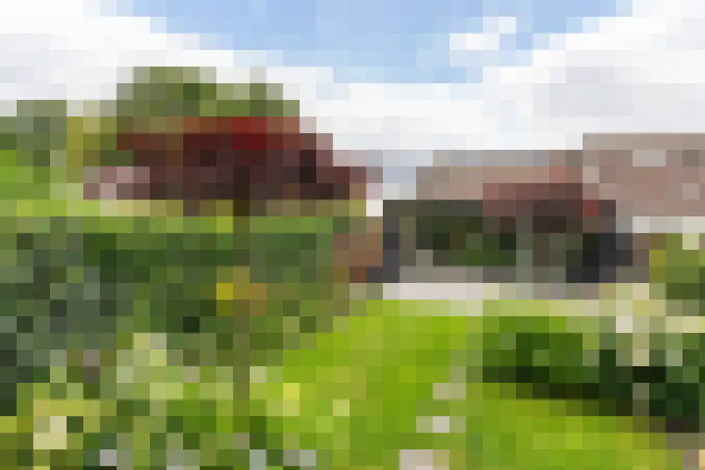 Helmkruid 34 Oldenzaal thumbnail 15
