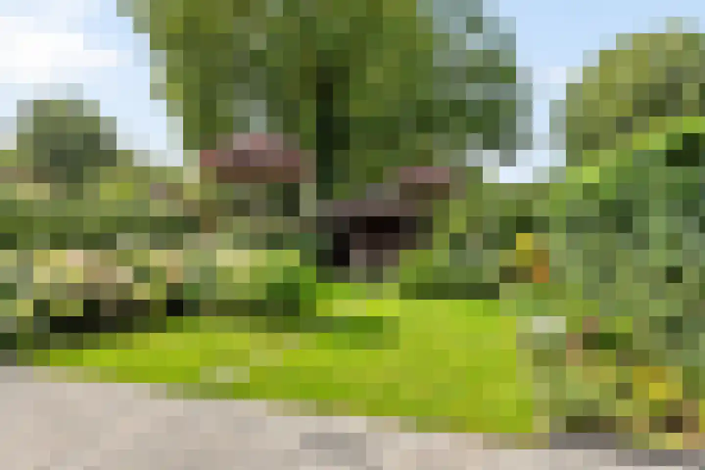 Helmkruid 34 Oldenzaal thumbnail 17
