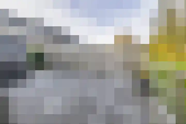 Helmkruid 4 Vroomshoop thumbnail 31