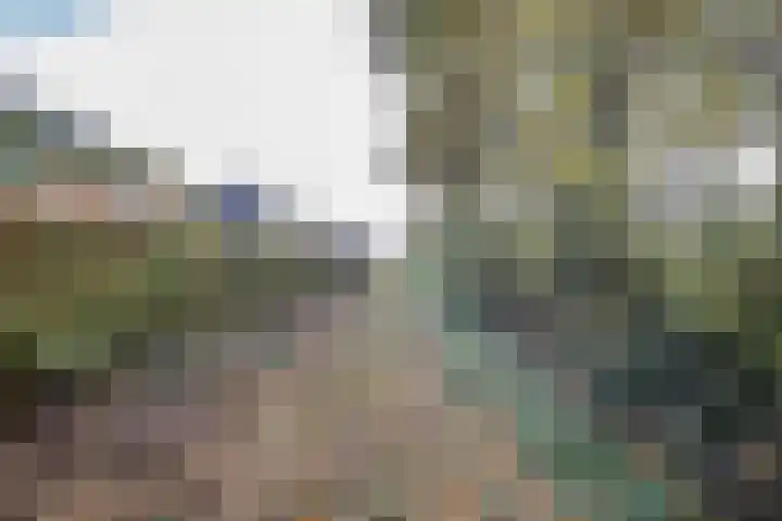 Helmkruid 4 Vroomshoop thumbnail 42