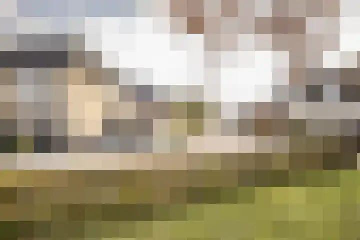 Helmkruid 4 Vroomshoop thumbnail 43