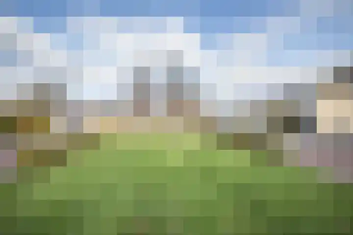 Helmkruid 4 Vroomshoop thumbnail 45