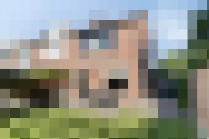 Helmkruid 5 Oldenzaal thumbnail 27