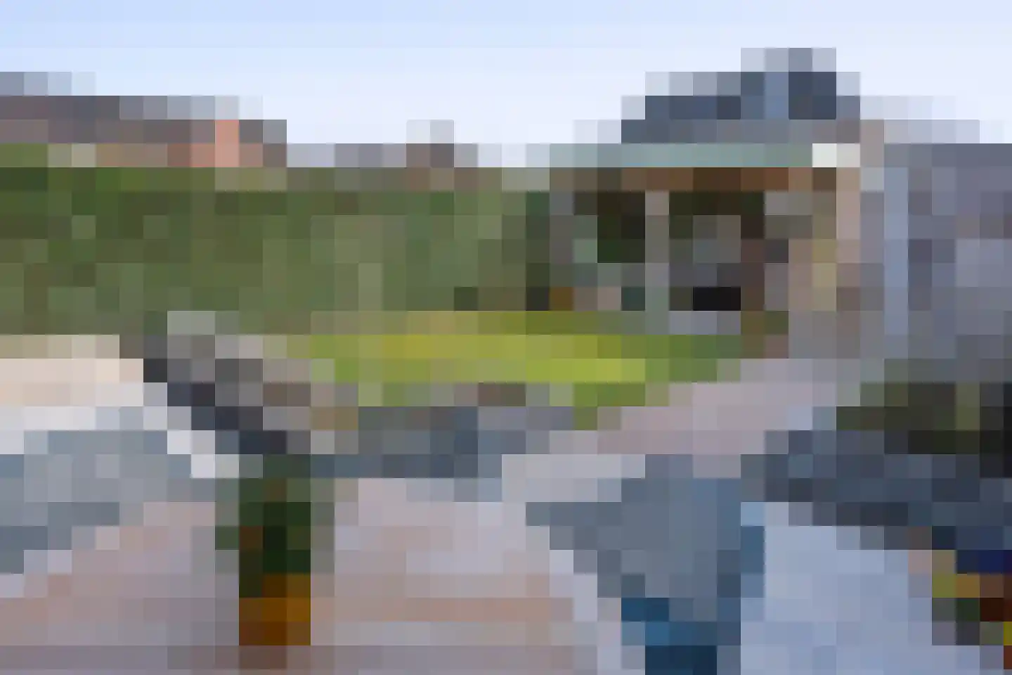 Helmkruid 6 Brummen thumbnail 29