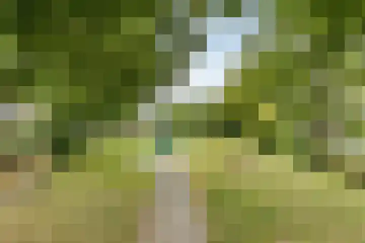 Helmkruid 7 Oldenzaal thumbnail 19