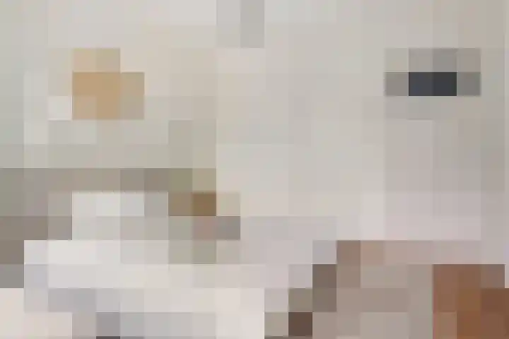 Helperzoom 155 Groningen thumbnail 19