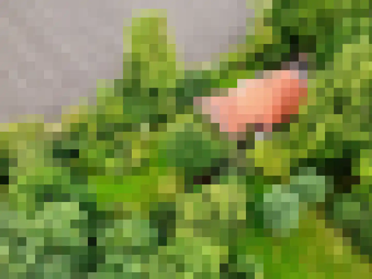 Helpman 24 Warffum thumbnail 54