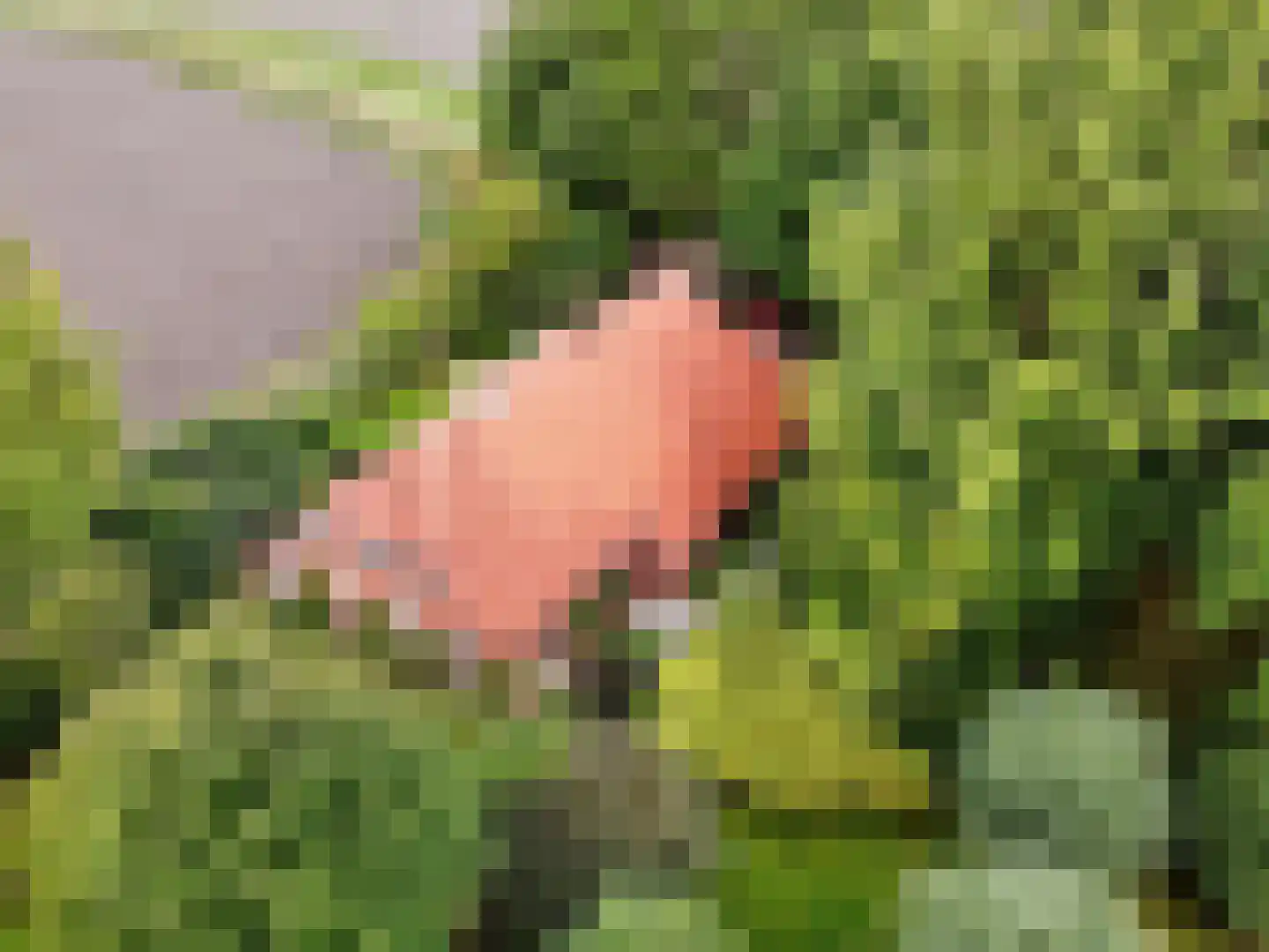 Helpman 24 Warffum thumbnail 55