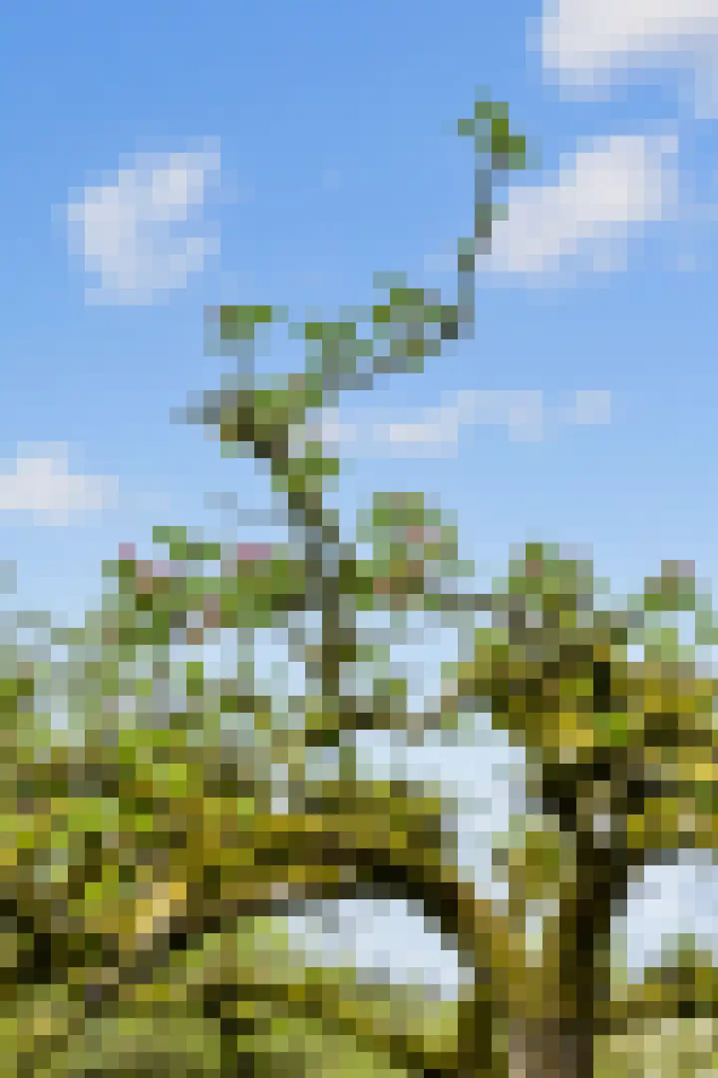 Helpman 31 Warffum thumbnail 39